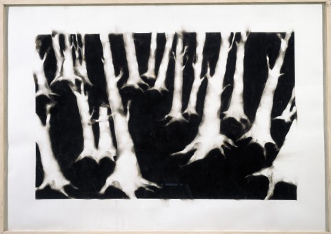Bosque de humo